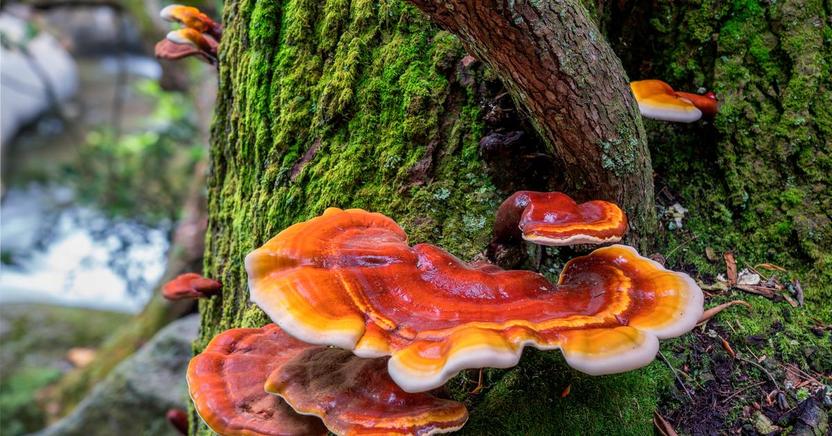 6 Champignons Qui Poussent Sur Les Arbres