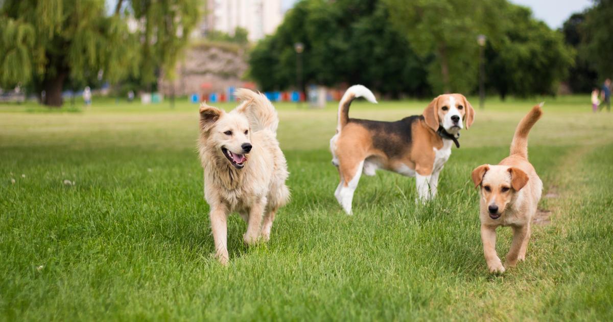 Label Ville amie des animaux comment est il décerné