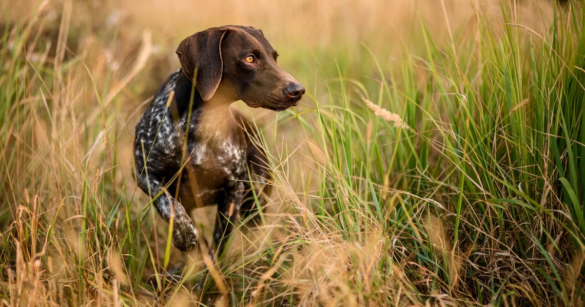 Ardèche un homme sera jugé en 2024 pour avoir tué sept chiens de chasse