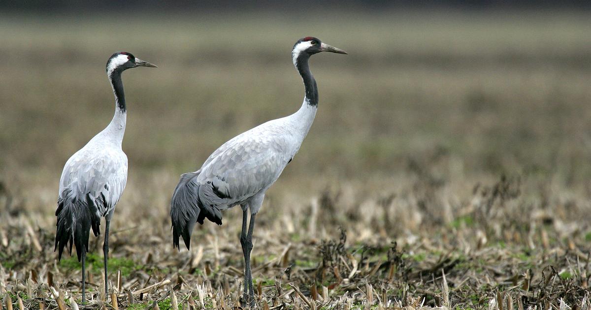 Quels Sont Les Oiseaux Migrateurs Qui Font Tape En France