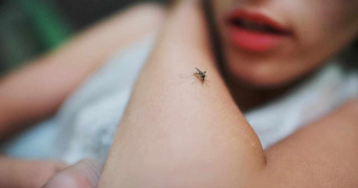 Trois Cas De Dengue Autochtone D Tect S Dans Une Commune Des Alpes