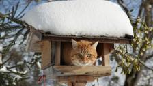 Le Chat Du Voisin S Invite Dans Mon Jardin Que Faire