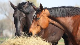 Quelles différences entre un cheval et un poney