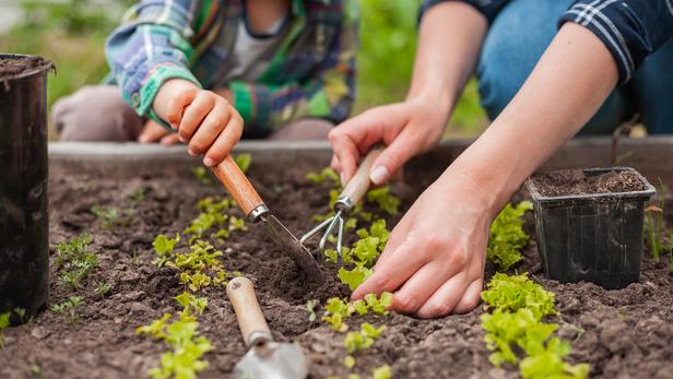 Comment Bien Entretenir Son Potager