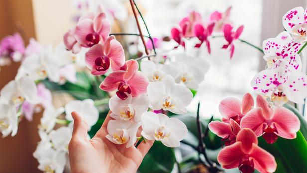 Quelle Est La Signification Des Orchid Es Selon Leur Couleur