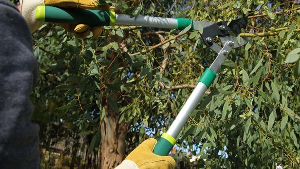 Comment agir lorsque les arbres du voisin me causent un préjudice