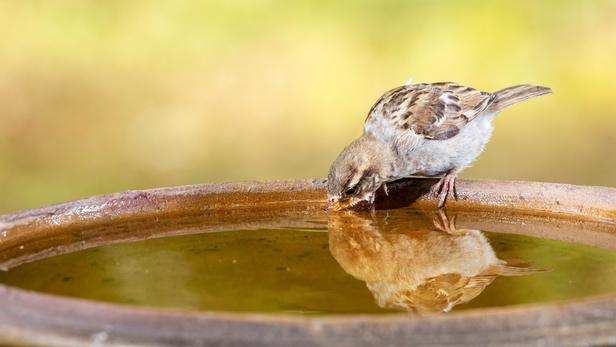 Hérisson oiseau écureuil Comment protéger les animaux des fortes