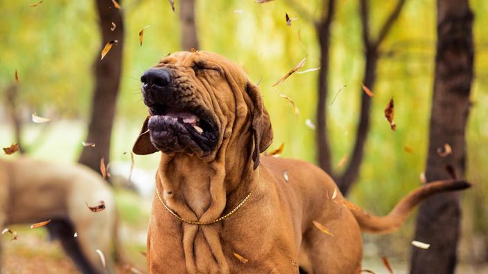 Allergies Chez Le Chien Sympt Mes Et Traitements