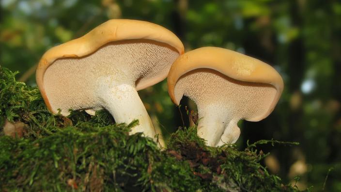 Pied De Mouton Ce Qu Il Faut Savoir Sur Ce Champignon