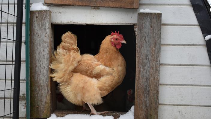 Poulailler comment protéger les poules en hiver