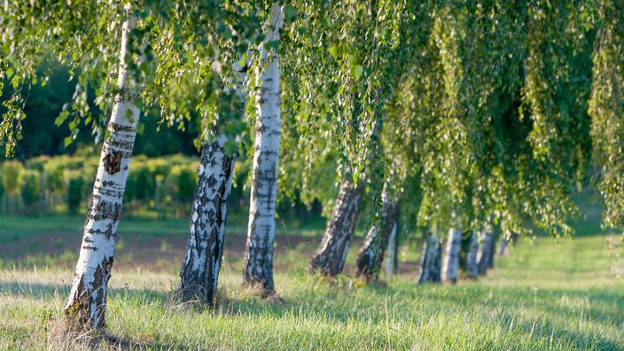 Ces Arbres Peuvent Se Passer D Arrosage En T