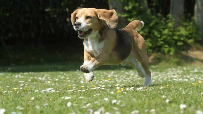 Qu Est Ce Que La Pr Dation Chez Le Chien Et Comment La G Rer