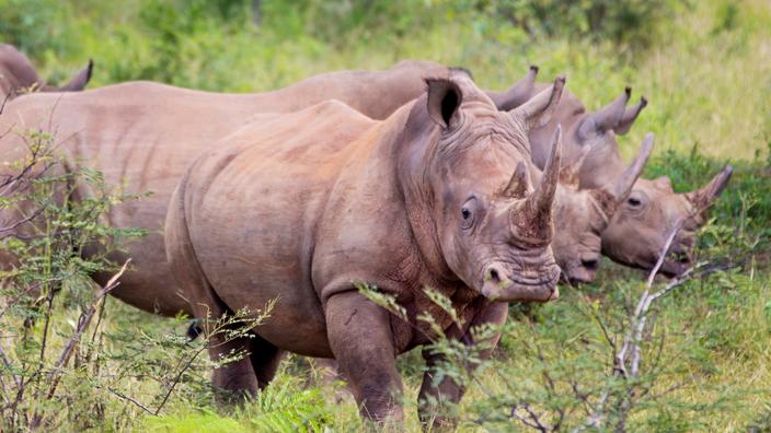 Namibie Rhinoc Ros Braconn S Depuis Janvier Chiffre Alarmant