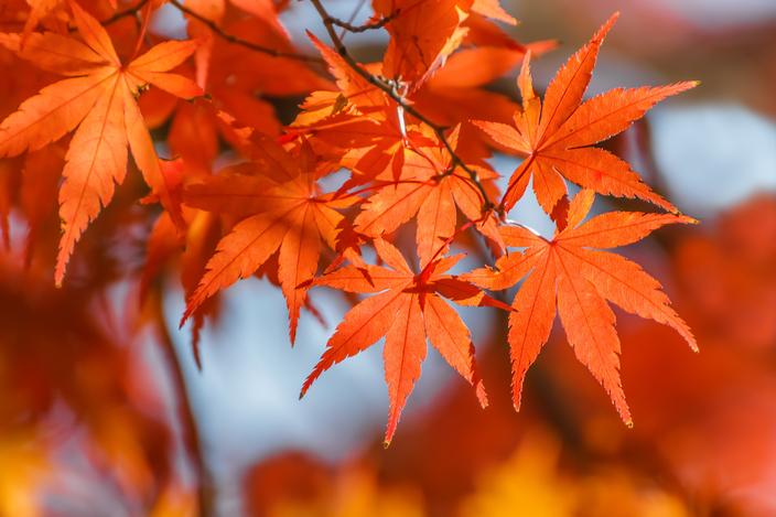 Ces Arbres Ne Surtout Pas Tailler Au Printemps