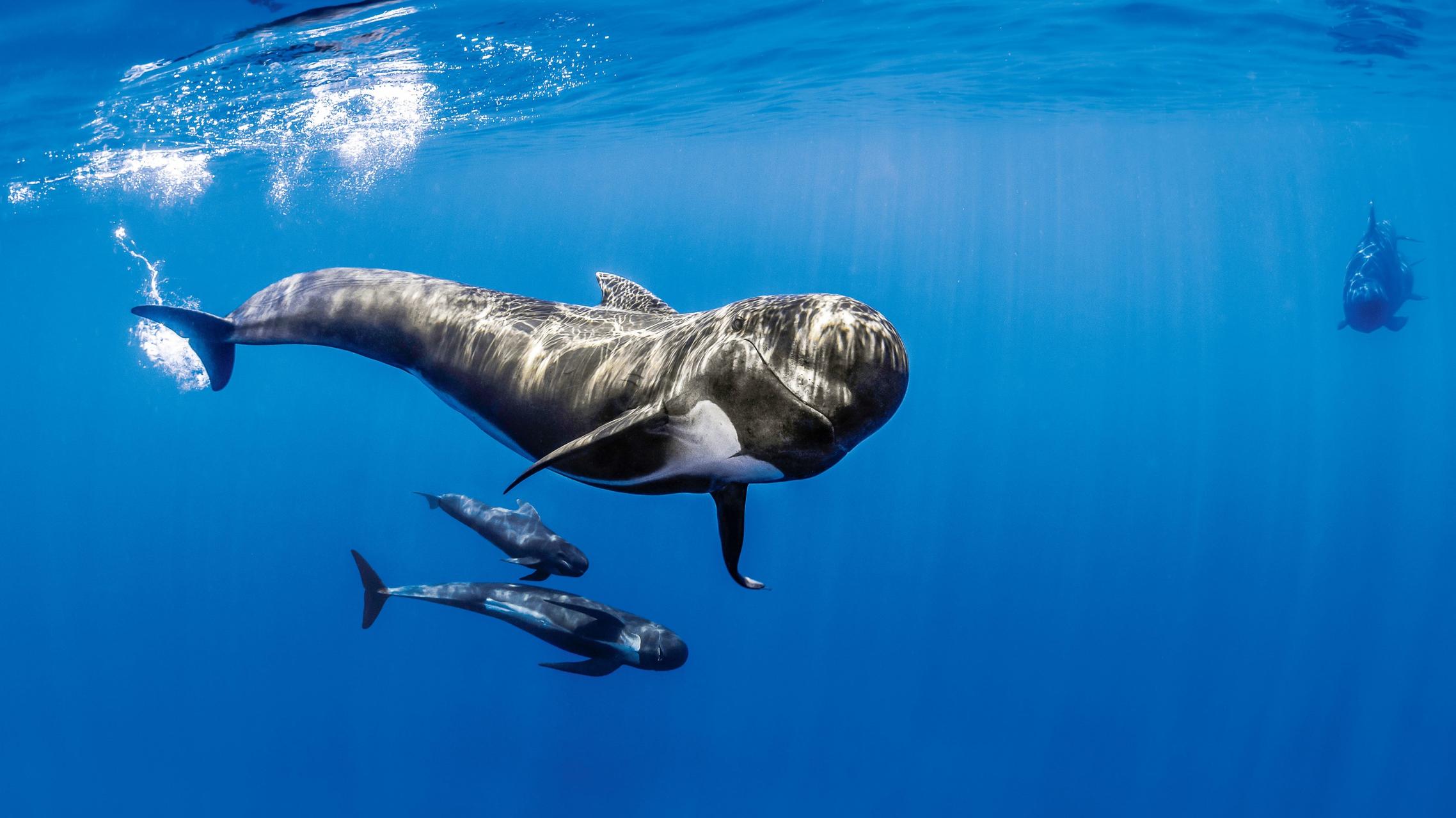 Baleines cachalots et tortues en Méditerranée dans le sanctuaire