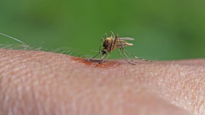 Mosquito feeding on cock