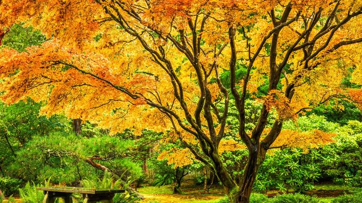 Quel Arbre Planter Pour Avoir De Lombre En T