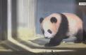 Un bébé panda révélé au Japon pour la première fois