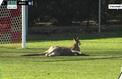 En Australie, un kangourou devient le 12e joueur d'une équipe de foot