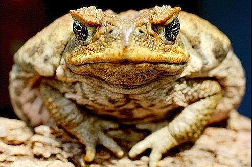 the theme of death in the death of a toad by richard wilbur By richard wilbur the text of this poem may be found online here the death of a toad edit classic editor history talk (0) share by richard wilbur. the theme of death in the death of a toad by richard wilbur By richard wilbur the text of this poem may be found online here the death of a toad edit classic editor history talk (0) share by richard wilbur.