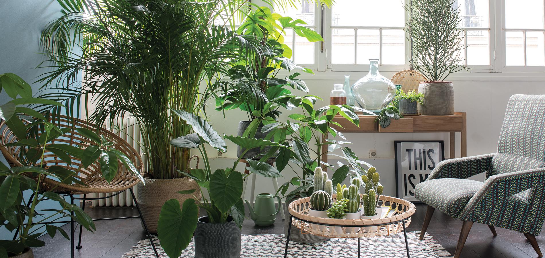 bien choisir ses plantes d int 233 rieur quand on n a pas la bien choisir ses plantes d int 233 rieur quand on n a pas la