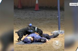 Poncho, le chien de la police espagnol qui fait des massages cardiaques