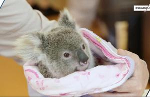 Décimés par une MST, les koalas peuvent-ils être sauvés par leur génome ?