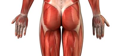 Nerf fessier Qu’estce que c’est ? Fiches santé et conseils médicaux