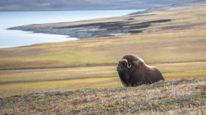 rencontre ours polaire