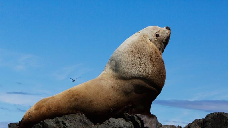 rencontre avec un ours que faire