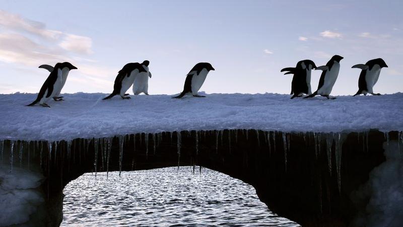 rencontre animaux disparus