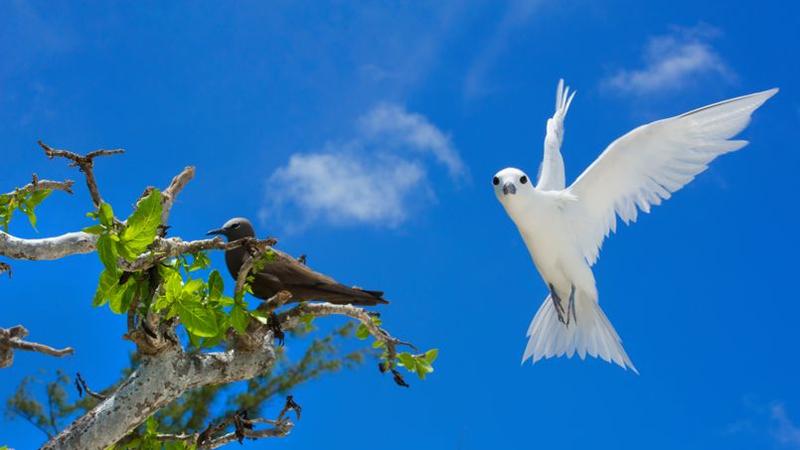 rencontres ile rodrigues