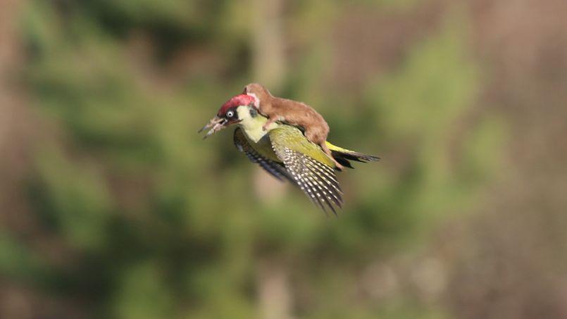 L'image du petit mammifère qui fait un tour en oiseau-taxi est moins bucolique qu'elle en a l'air.