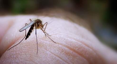 quel insecte vit moins longtemps