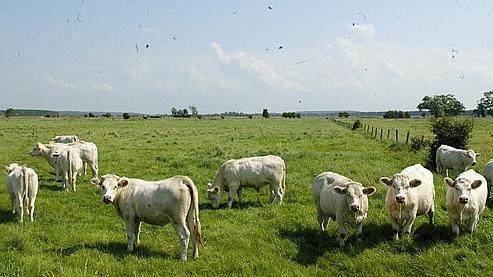 quels animaux ont ete clones