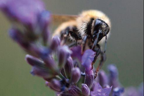 quel insecte butine la lavande