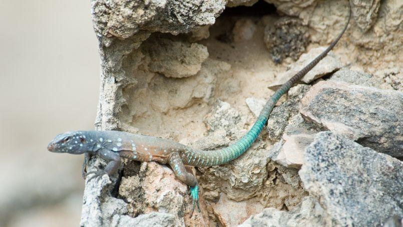 quel animal se reproduit tout seul