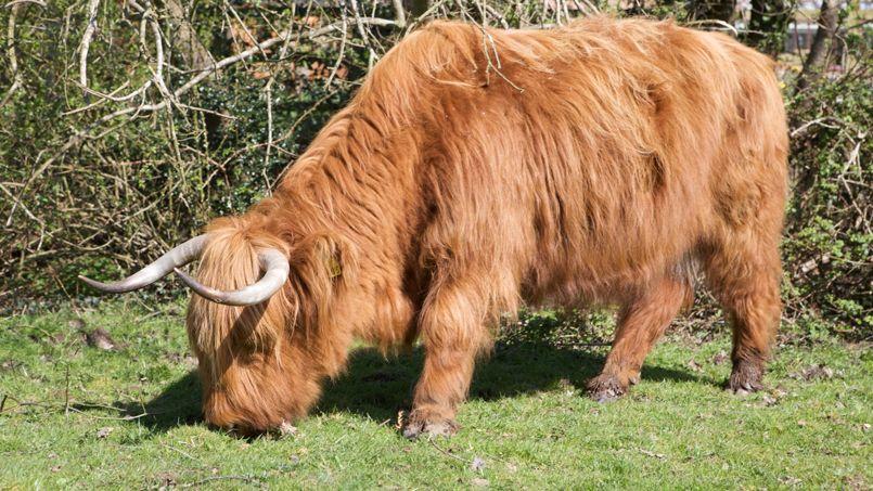 quels sont les animaux qui produisent du lait