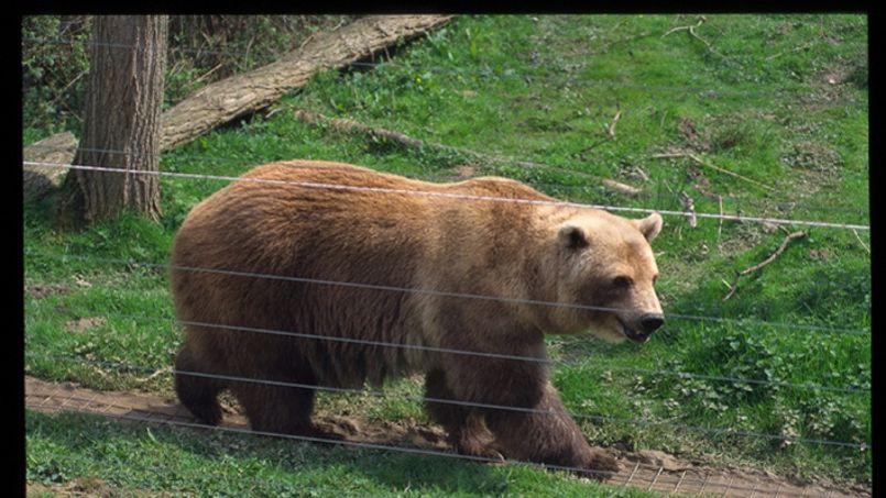 un ours polaire rencontre un grizzly