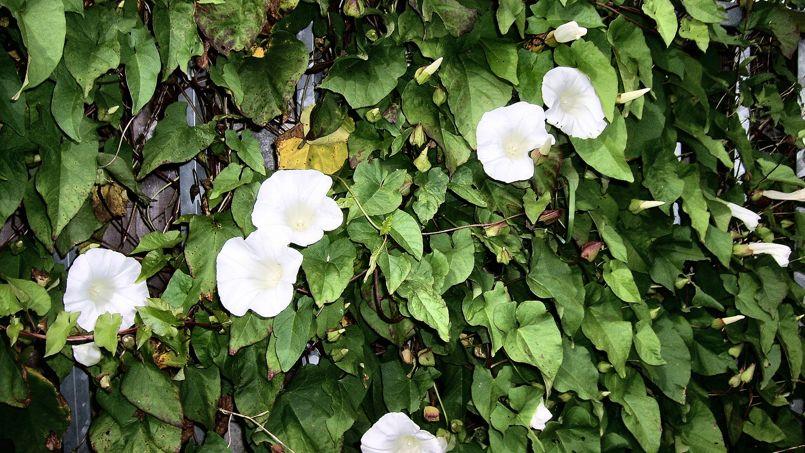 comment se debarrasser du liseron dans le jardin 2 quel - Comment Se Debarrasser Du Liseron Naturellement comment se debarrasser du liseron dans le jardin 2 quel - Comment Se Debarrasser Du Liseron Naturellement