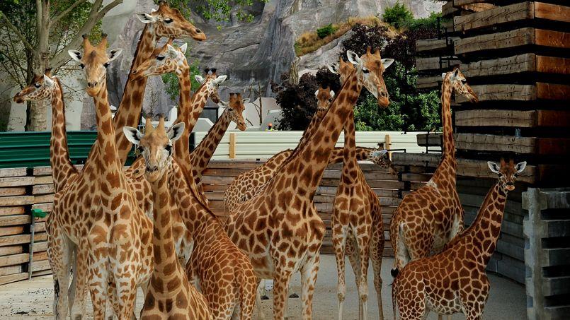quels animaux au zoo de vincennes