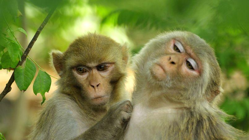 quels animaux n ont pas de cerveau