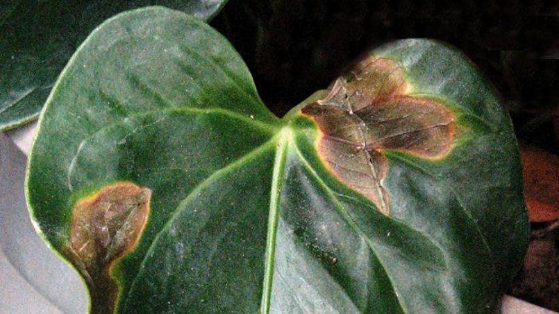 Pourquoi mon Anthurium a des taches noires sur les feuilles ?