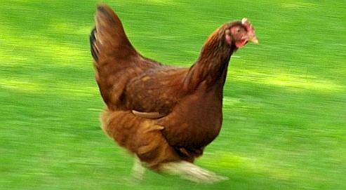 quel animal n a pas de dents de lait