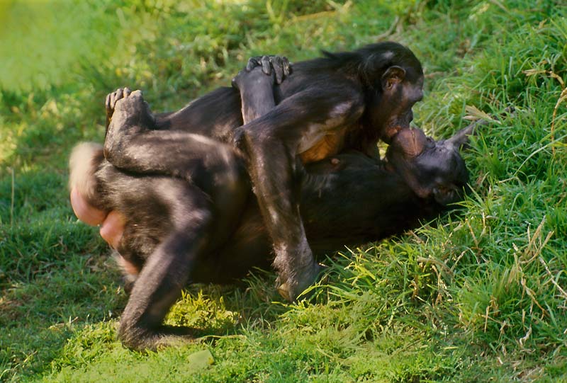 quel animal fait amour pour le plaisir