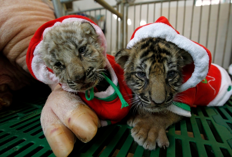 Rencontre tigre thailande