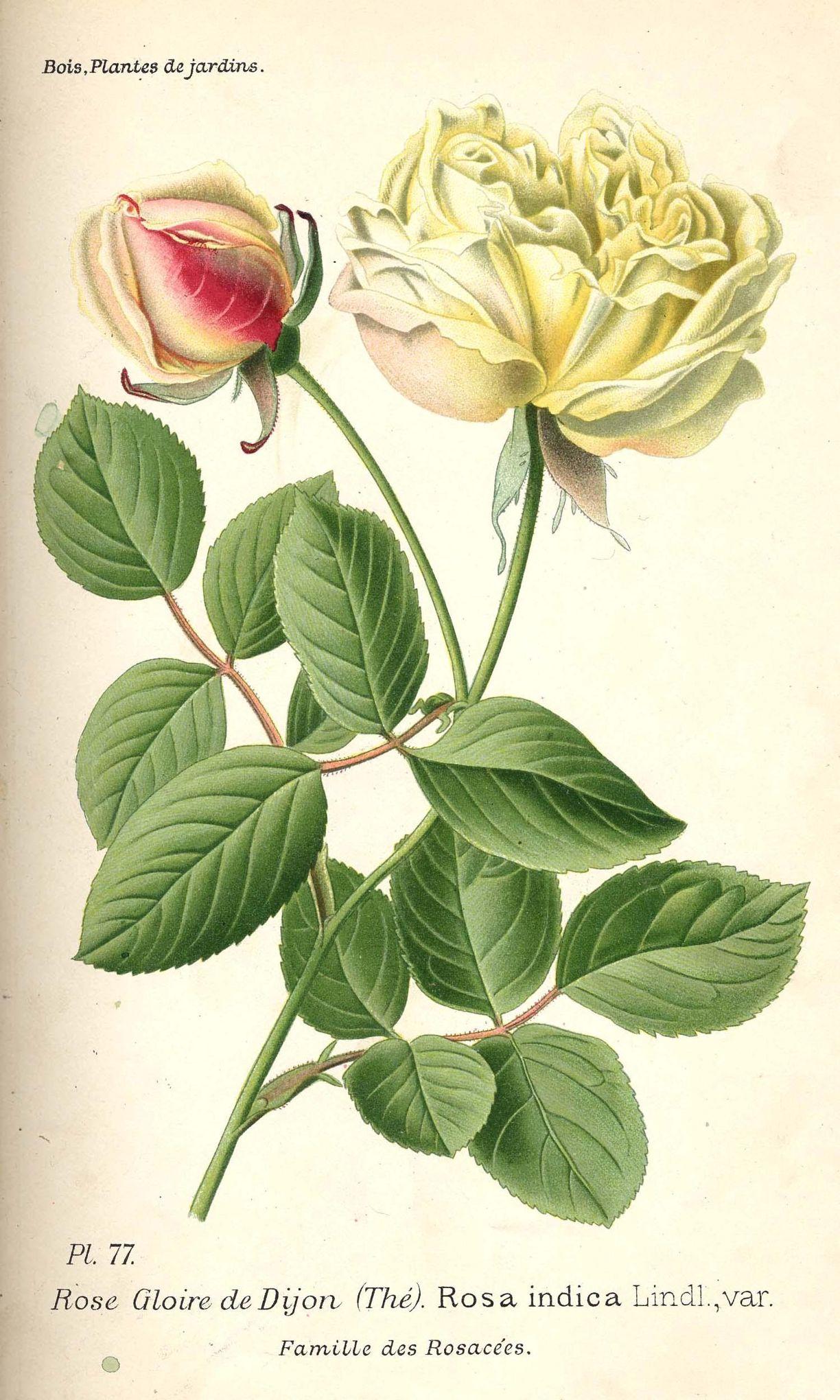 Rosiers buissons Rosiers buissons