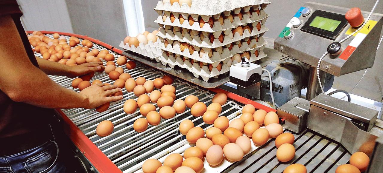 Un inspecteur du travail vérifie une file de production d'oeufs dans une ferme située près d'Anvers, en Belgique.