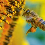 livre rencontre avec les abeilles