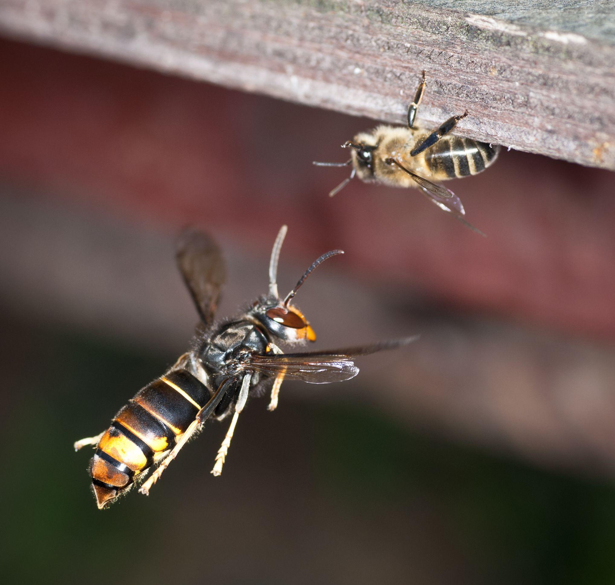 Abeilles Un App T Radical Contre Le Frelon Asiatique